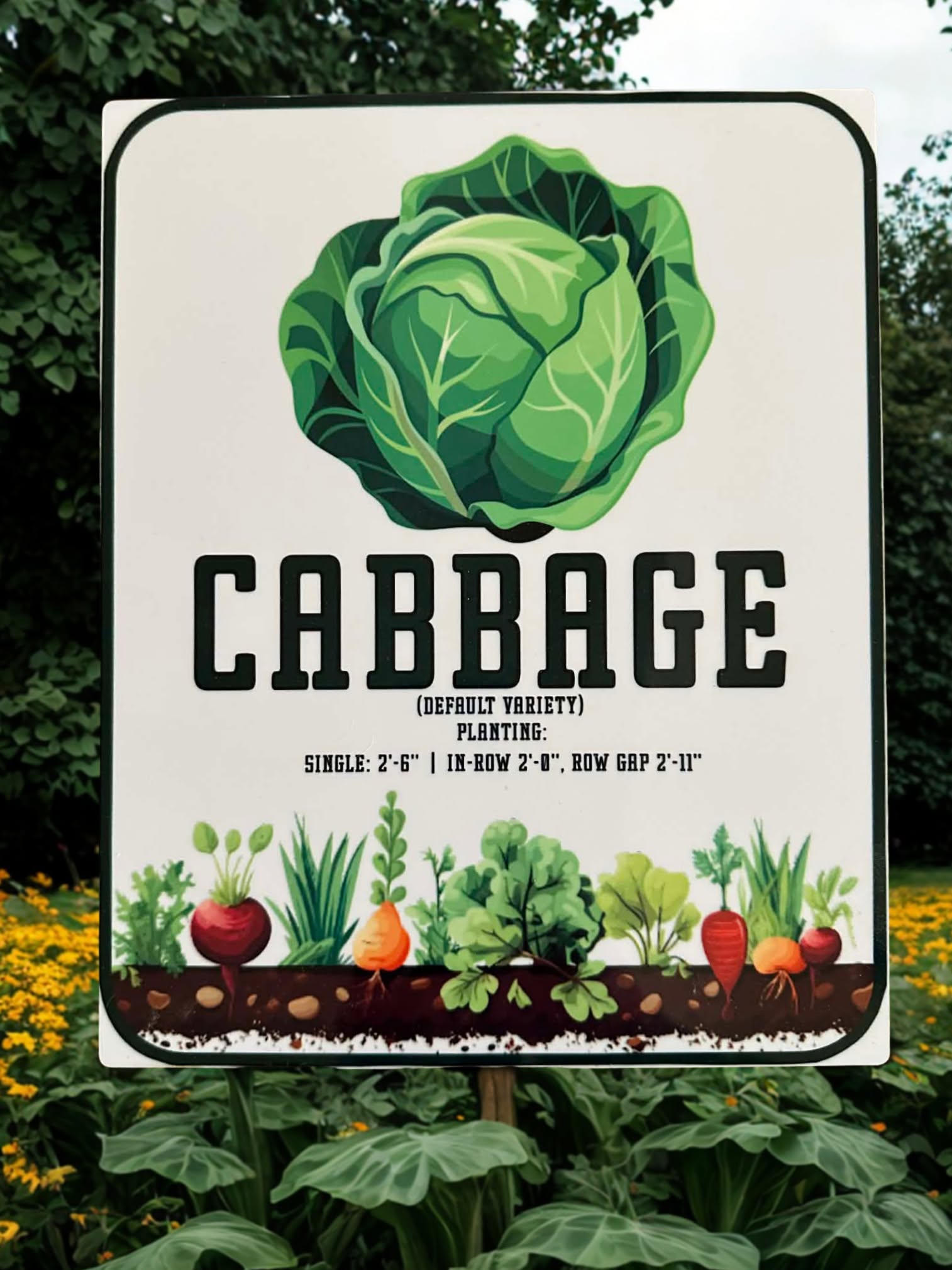 cabbage